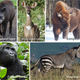 Illustration for article titled Collapse of Large Herbivores May Lead to Empty Landscapes Worldwide